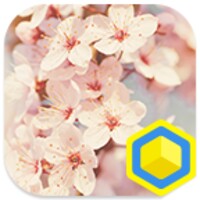 Cherry blossoms icon
