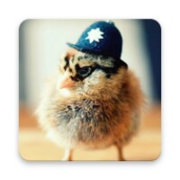 Chick Wallpaper icon