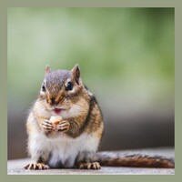 Chipmunk Wallpaper icon