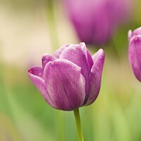 lavender icon