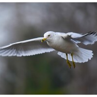 seagull sounds icon