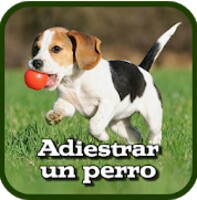 Como adiestrar un perro icon