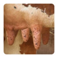Cow Milk Game icon