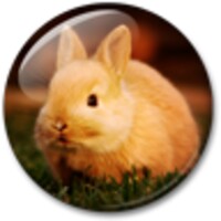 Cute Animals Live Wallpaper icon