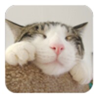 Cute Cat icon