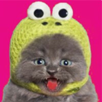 cute funny cat icon