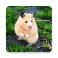 Cute Hamster Wallpapers icon