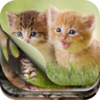 Cute Kitten Puzzle Kit icon