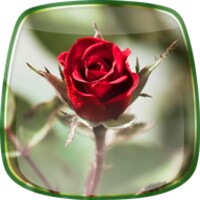 Roses Live Wallpaper icon