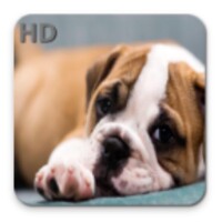 Cute Puppies HD Wallpapers icon