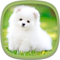 Cute Puppy Wallpapers icon