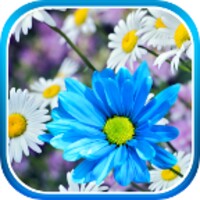 Daisies Flowers Live Wallpaper icon