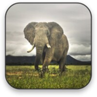 Elephant Video Wallpaper 1.4