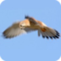 Falcon Live Wallpaper icon
