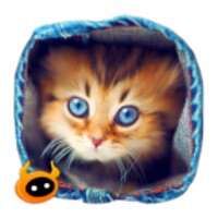 Find Kitten icon