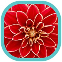 Flowers HD Wallpapers icon