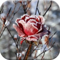 Frozen Flowers Live Wallpaper 1.0.8