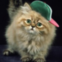 Ginger Cat Free icon