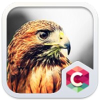 Golden Eagle Theme C Launcher icon