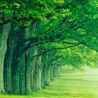 Green Nature HD Wallpaper 1.0