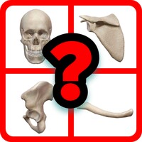 Guess the bone icon