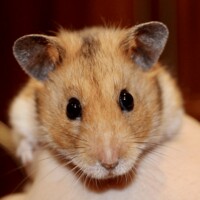 Hamster Wallpaper icon