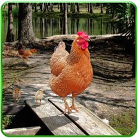 Hen Family Simulator icon