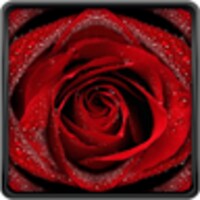 Red Rose Live Wallpaper icon