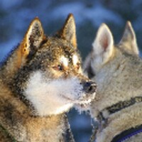 Huskies Wallpapers icon