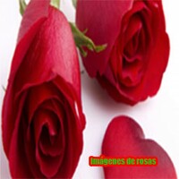 Imagenes de rosas icon