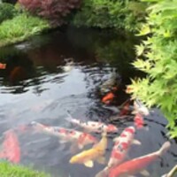 Japanese Koi Fish 10.0