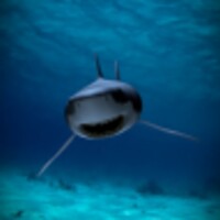 Killer shark live wallpaper 5.2