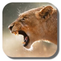 Lion icon