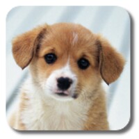 Puppies 1.2