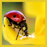 Ladybug Wallpapers icon