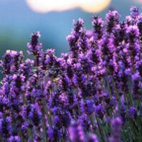 Lavender Live Wallpaper icon
