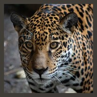 Leopard Wallpapers icon