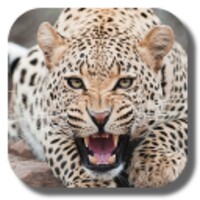 Leopard icon