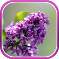 Lilac Live Wallpaper icon
