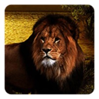 Lions Live Wallpaper icon