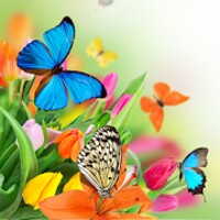 Butterfly Live Wallpaper icon