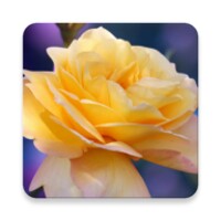 Roses Live Wallpaper 1.0.7