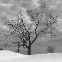 Lonely Tree (Demo) icon