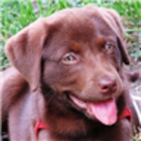 Lovable Labs Live Wallpaper icon