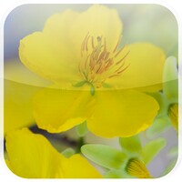 Lovely Mai Flower Live Wallpaper 1.0.6