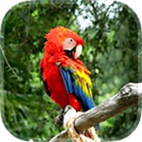 Parrot Live Wallpaper 6.1