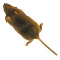 Mouse icon