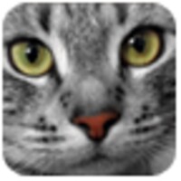 Cats Sounds icon