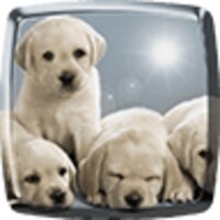 Puppies Live Wallpaper