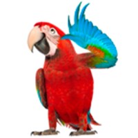 Real Talking Parrot icon